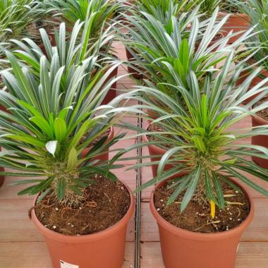 093 UNIDAD DE PACHYPODIUM LAMEREI C-25